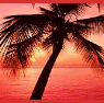 palm